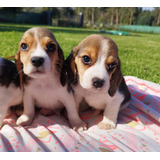 Hermosos Beagle Enano Padres Inscritos