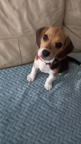 Cachorro Beagle 