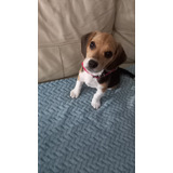 Cachorro Beagle 