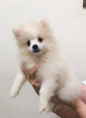 Preciosos Y Pequeños Cachorros Pomerania