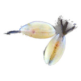 Ostracoda(seed Shrimp) [alimento Vivo] [guppy Discos Bettas]