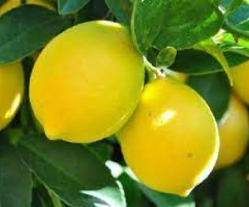 50 Semillas De Limon Valenciana