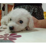 Poodle Mini Toy Blanca Nieve 