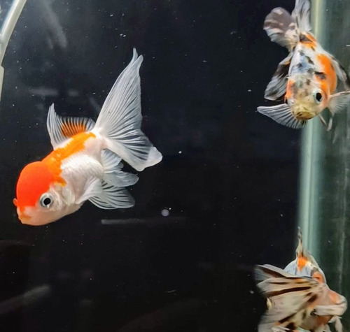 Goldfish Oranda Cabeza De Leon Surtido 