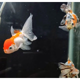 Goldfish Oranda Cabeza De Leon Surtido 