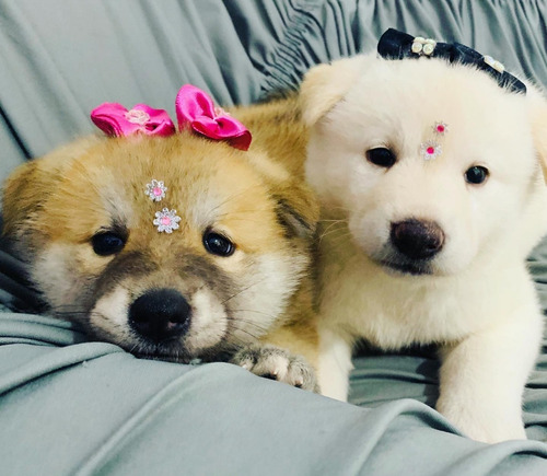 Akita Inu Lindos Filhotes Disponíveis Pra Alegrar Sua Vida 