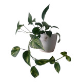 Potus Epipremnum Aureum Planta Colgante En Maceta Premium 