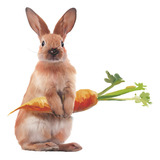 Pegatinas De Pared Con Forma De Conejo Y Zanahoria Para Deco
