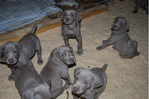 Excelentesaint Daniel Weimaraner De Alto Nivel