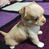 Cachorro Chihuahua Mini