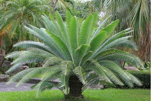 Dioon Spinulosum Planta Grande 