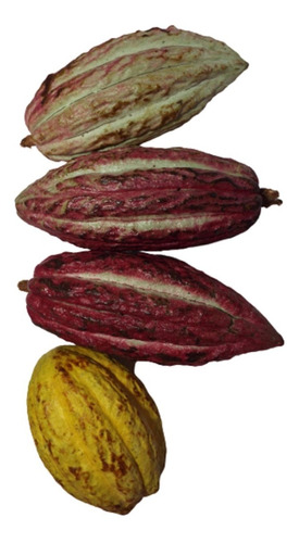 Mazorca De Cacao 10 Piezas  (semilla Fértil)