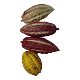 Mazorca De Cacao 10 Piezas  (semilla Fértil)