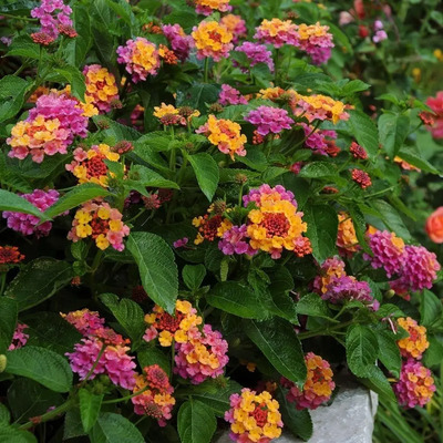 Lantana Rosa 8 Semillas Sol Directo  Sdqro2 | Meses sin interés