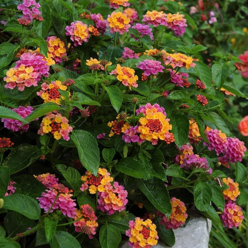 Lantana Rosa 8 Semillas Sol Directo  Sdqro2