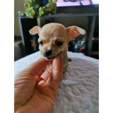 Chihuahua Hembra Mini Muy Pequeña 