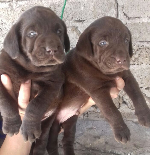 Labrador Cachorros Chocolate Preciosos