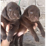 Labrador Cachorros Chocolate Preciosos