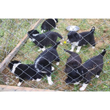 Border Collie Cachorros Linea De Trabajo (nacieron 7 De Feb)