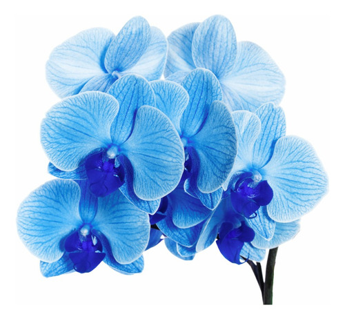 Planta Orquídea Azul + Rosal Nueva Variedad, Mas Regalo