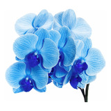 Planta Orquídea Azul + Rosal Nueva Variedad, Mas Regalo