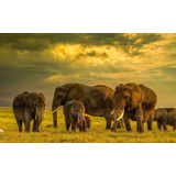 Vinilo Decorativo 40x60cm Elefante Elephant Wild M10