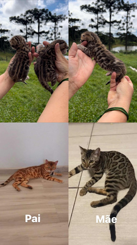 Gato Bengal (fotos Reais)