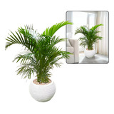  Palmeira Areca Planta Natural C/ Vaso Decorativo