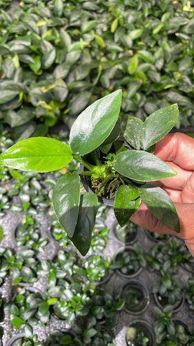 Anubia Barteri Var Nana Planta De Acuario