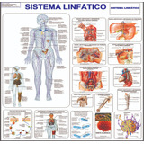 Mapa Corpo Humano Sistema Linfático - 120 X 90cm Gigante