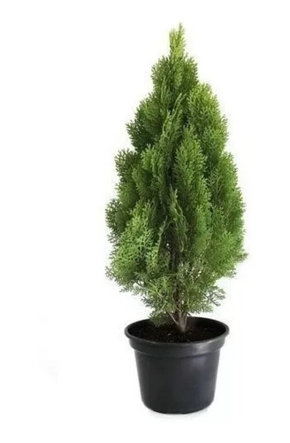 Pinheiro Grande Verde Árvore De Natal Tuia Holandesa Luxo 