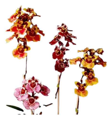 Orquidea Kit Oncidium Equitante Tolumnia C.5 Und  * Adulta *