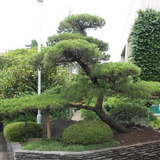 Pinheiro Negro Japonês P/ Mudas Sementes Bonsai Árvore