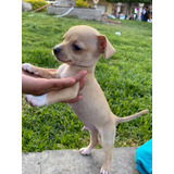 Perro Chihuahua Cabeza De Venado (1 Mes Y Medio)