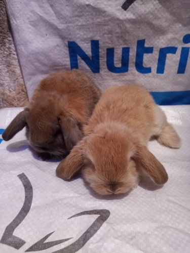 Hermosos Conejitos Minilop En Querétaro