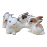 Simulación De Mini Conejo: Un Conjunto De 4