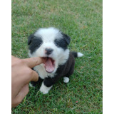 Cachorritos Border Collies Negros Y Blancos