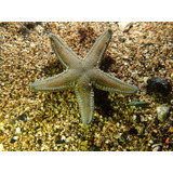 Invertebrado Marino - Astropecten Sp - Estrella Arenera