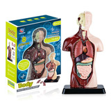 Nuevo Modelo De Cuerpo Humano: Anatomía, Órgano Interno Anat