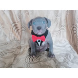 Cachorros American Bully Perro Disponibles Bogota Cali