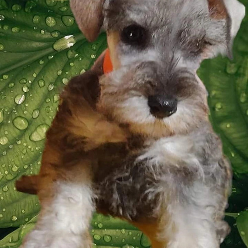 Schnauzer Mini Aa