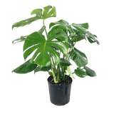 Monstera Deliciosa ! Plantas Atraen Fortuna Feng Shui !