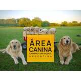 Golden Pureza Garantizada - Area Canina Cachorros