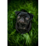 Cachorro Pug Carlino Negro 13