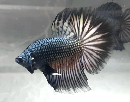 Betta Black Dragon Halfmoon Macho Bdf