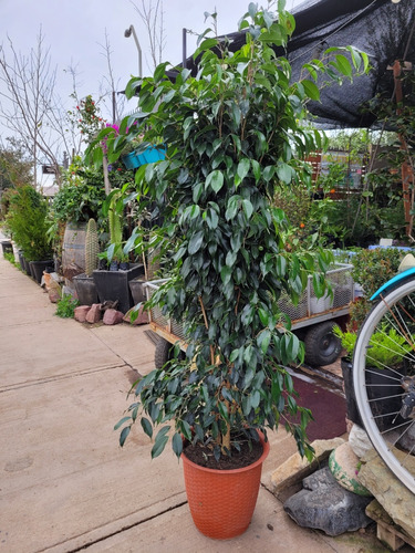 Ficus Xl, Frondoso