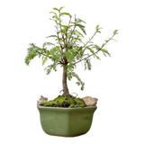 Arteenbonsai Ficus Coprosma Duranta Muerdago Arbol Suerte