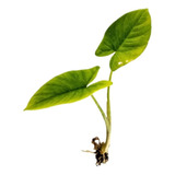 Bore Verde - Taro - Colocasia. Planta Ornamental 
