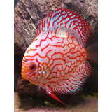 Pez Discus Red Turquesa Reproductor 