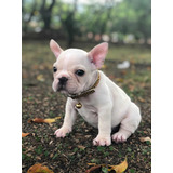 Cachorros Bulldog Frances De Color Fawn Crema Colombia